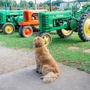 Antique Tractor Show