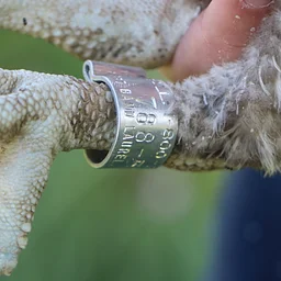 Bird Banding