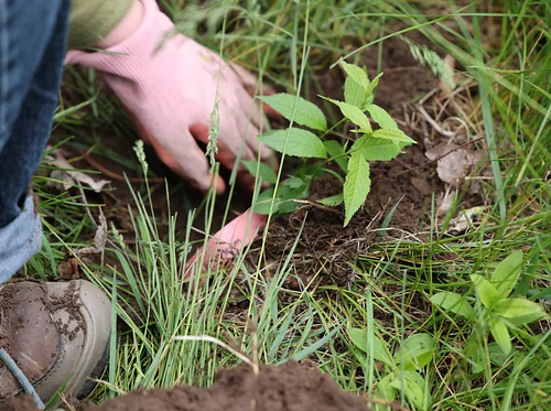 Learn & Pull Volunteer Series: Assisted Forest Migration of Native Species