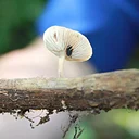 Adult Field Course: Fungi in the Cloud Forest
