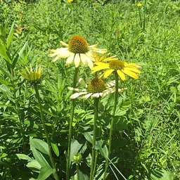 How Plants Respond to Their Environment