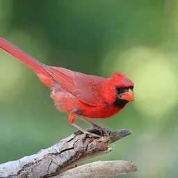 Yaupon Garden Club: Gardening for Birds