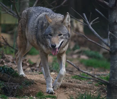 Wild Wonders: A Close Encounter with Native Animals