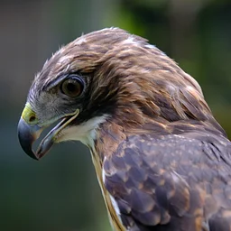 Winged Wisdom: Understanding Birds of Prey