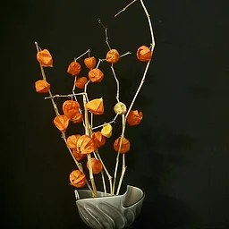 Introduction to Ikebana – November