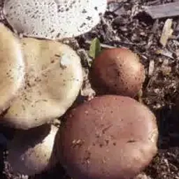Mushroom Foraging Workshop with Greg Marley