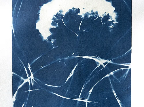 Cyanotypes on Handmade Paper