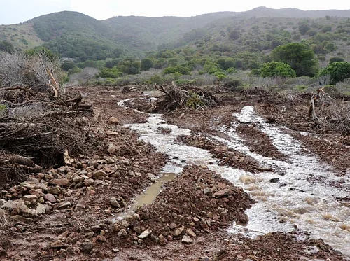 Fluvial Processes in Geomorphology & How the Flora Responded to a Devastating Debris Flow in Buckeye Canyon on December 31, 2022