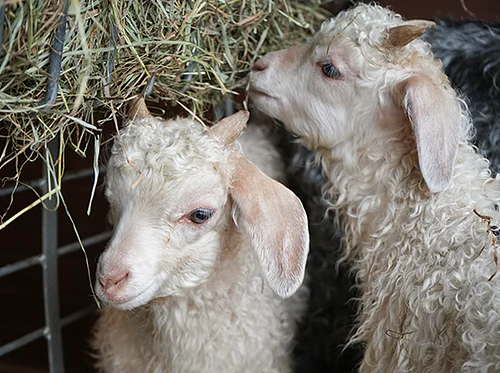 Baby Farm Animal Celebration