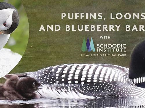 Puffins, Loons, and Blueberry Barrens with Schoodic Institute