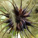 Seed Saving Workshop