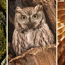 Nature at Night: Nature’s Superpowers