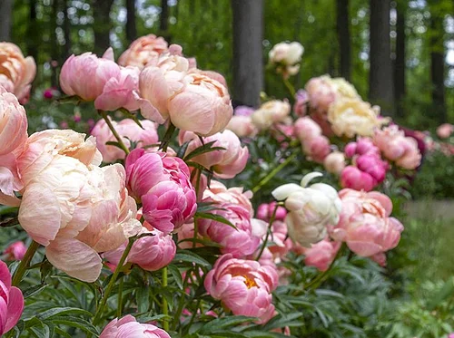 AHS Spring Garden Market - Alexandrea, VA