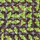 Divide and Thrive: An Introduction to Plant Propagation