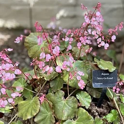 Free Talk and Q&A: Basic Begonia Culture