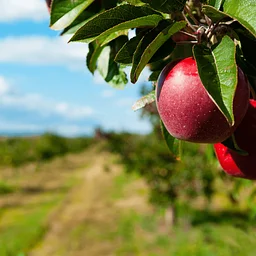 Farm Tour at Styer Orchard