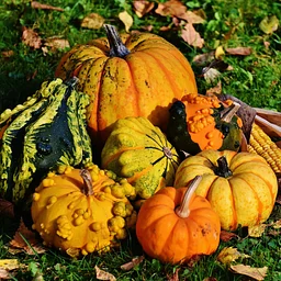 Thanksgiving Potluck with the Community
