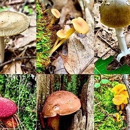 Mushroom Identification Walk