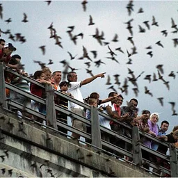 Bat Chat