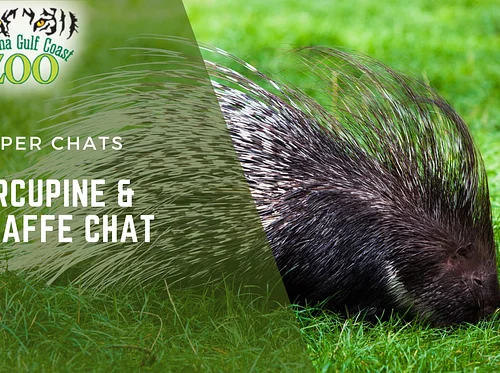 Porcupine and Giraffe Chat