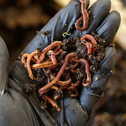 Vermicomposting Workshop