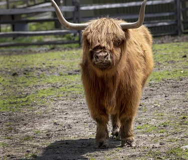 We Love Cattle!-FULL