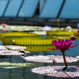 Water Garden Wonders