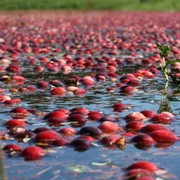 HISTORY ON TAP: RESTORING CRANBERRY BOGS TO NATURAL CONDITIONS