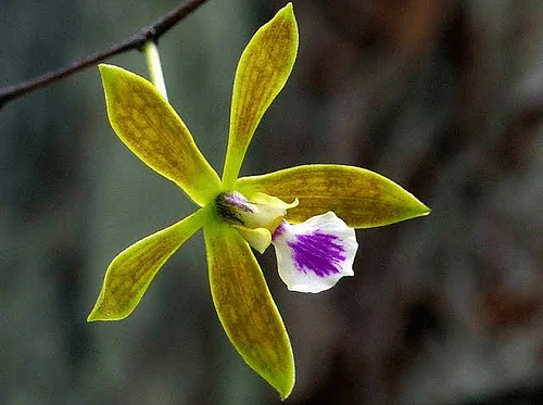 Orchids Are For Everyone Potting Workshop: Fragrant Orchids