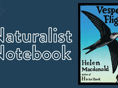 Naturalist Notebook: Vesper Flights 