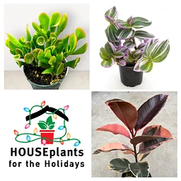 Houseplants for the Holidays - Online Sale