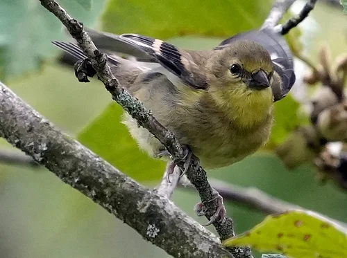 Weekend Bird Walk with the Birding Club of Delaware County
