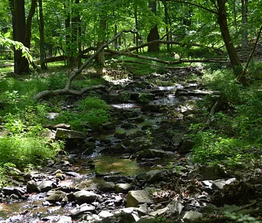 Membership Appreciation #1: Spring Discovery Walk