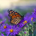 Eco-Family Programs: Monarch Madness