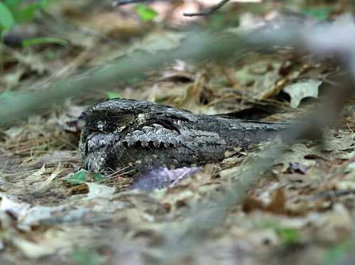 Creatures of the Night: The Wonders of Whip-poor-wills