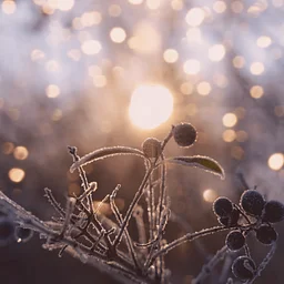 Winter Solstice Yoga: Light in the Darkness