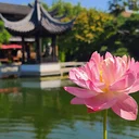 The Lotus Market