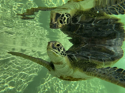 Sea Turtle Presentation