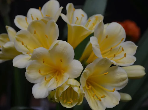 Clivia Show and Sale