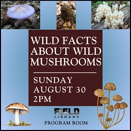 Wild Facts About Wild Mushrooms