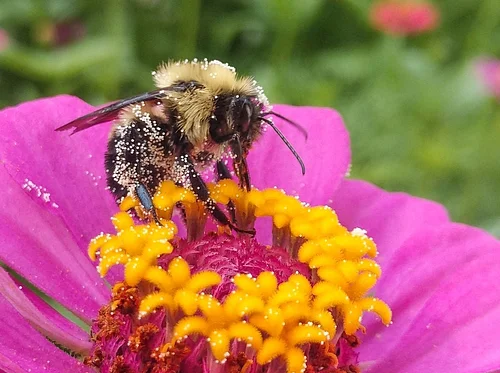Planting for Pollinators: How to Create a Thriving Pollinator Garden