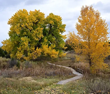 Fall in Love with the Wetlands