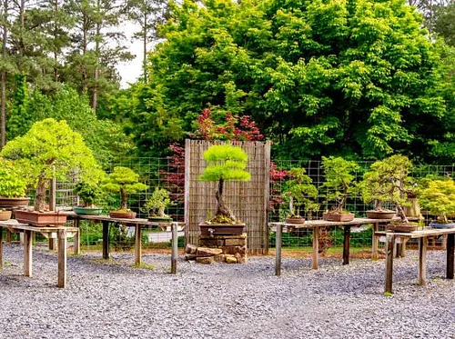 Discover Bonsai