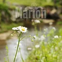 Marion County Historical Museum