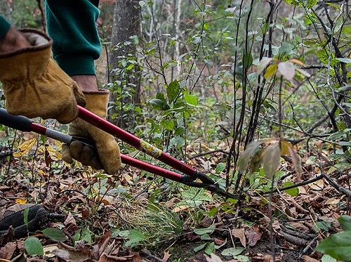 Fuller Forest Preserve Invasive Plant Pull