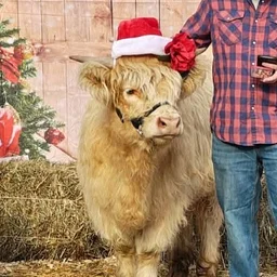 Mootastic Christmas Photos with JLH Acres