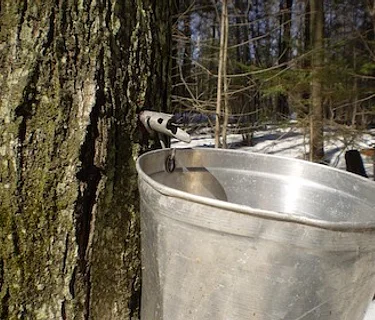 Maple Sugaring Tours ~ Week 4
