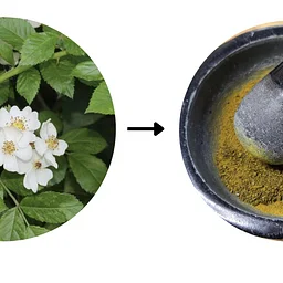 Alchemizing Invasives- Pigment Workshop