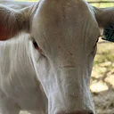 Albemarle County Fair