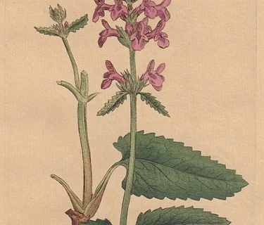Early Medicine: Wood Betony & St. John's Wort